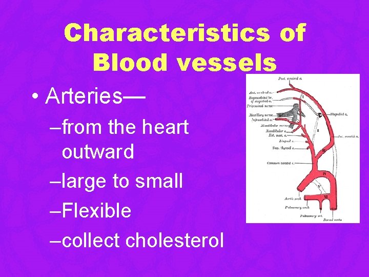 Characteristics of Blood vessels • Arteries— –from the heart outward –large to small –Flexible Characteristics of Blood vessels • Arteries— –from the heart outward –large to small –Flexible