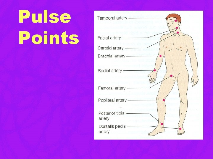 Pulse Points Pulse Points