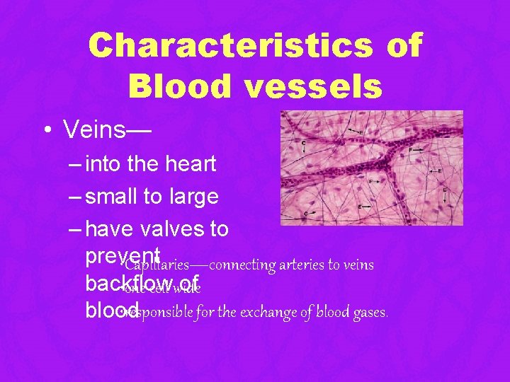 Characteristics of Blood vessels • Veins— – into the heart – small to large Characteristics of Blood vessels • Veins— – into the heart – small to large