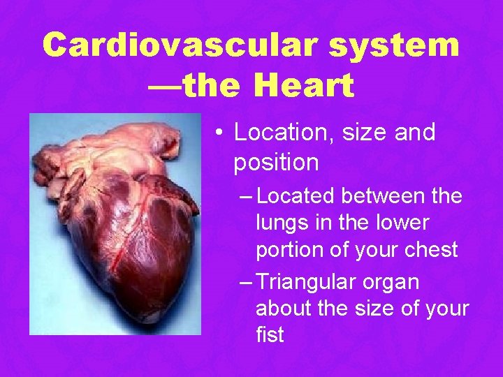 Cardiovascular system —the Heart • Location, size and position – Located between the lungs Cardiovascular system —the Heart • Location, size and position – Located between the lungs
