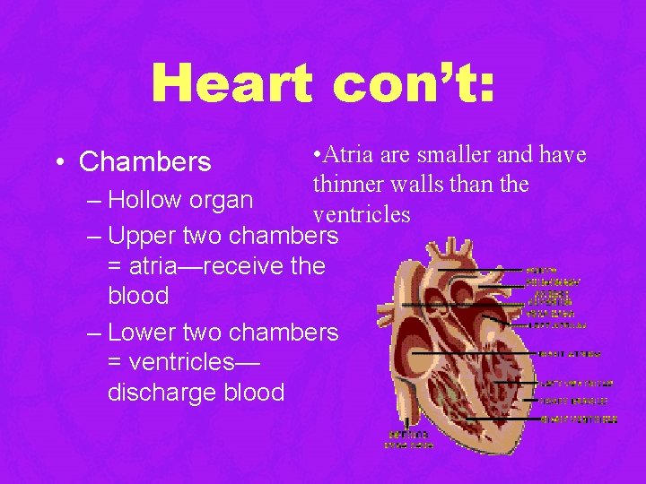 Heart con’t: • Atria are smaller and have thinner walls than the – Hollow Heart con’t: • Atria are smaller and have thinner walls than the – Hollow