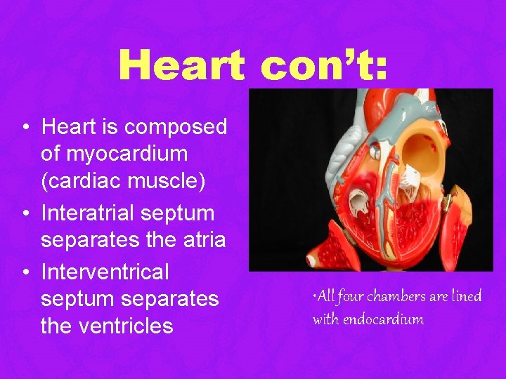 Heart con’t: • Heart is composed of myocardium (cardiac muscle) • Interatrial septum separates Heart con’t: • Heart is composed of myocardium (cardiac muscle) • Interatrial septum separates
