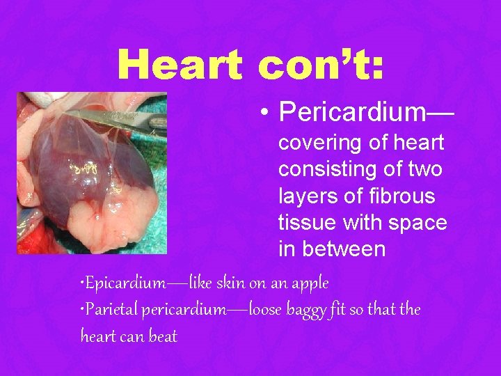 Heart con’t: • Pericardium— covering of heart consisting of two layers of fibrous tissue Heart con’t: • Pericardium— covering of heart consisting of two layers of fibrous tissue