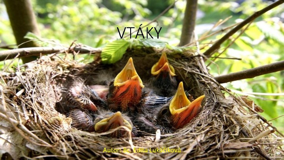 VTÁKY Autor: Bc. Edita Lukáčiková 