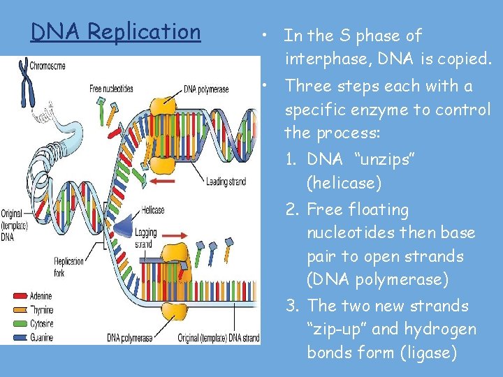 DNA Replication • In the S phase of interphase, DNA is copied. • Three