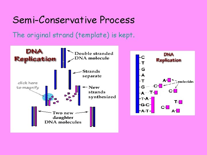 Semi-Conservative Process The original strand (template) is kept. 