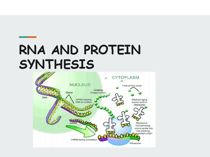 RNA AND PROTEIN SYNTHESIS 