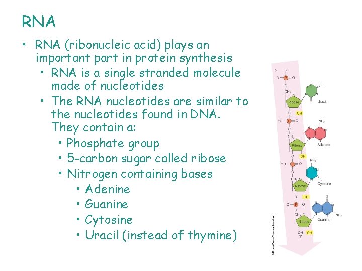 RNA • RNA (ribonucleic acid) plays an important part in protein synthesis • RNA