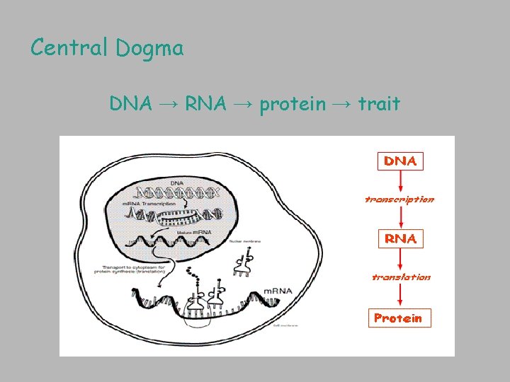 Central Dogma DNA → RNA → protein → trait 