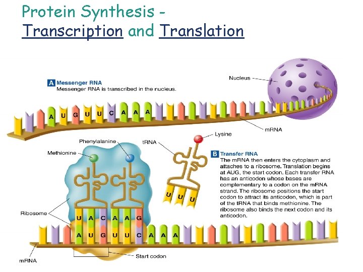 Protein Synthesis Transcription and Translation 