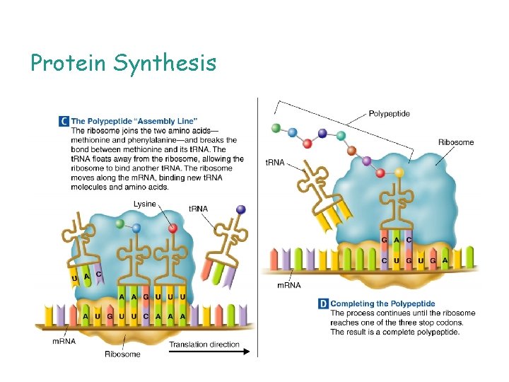 Protein Synthesis 