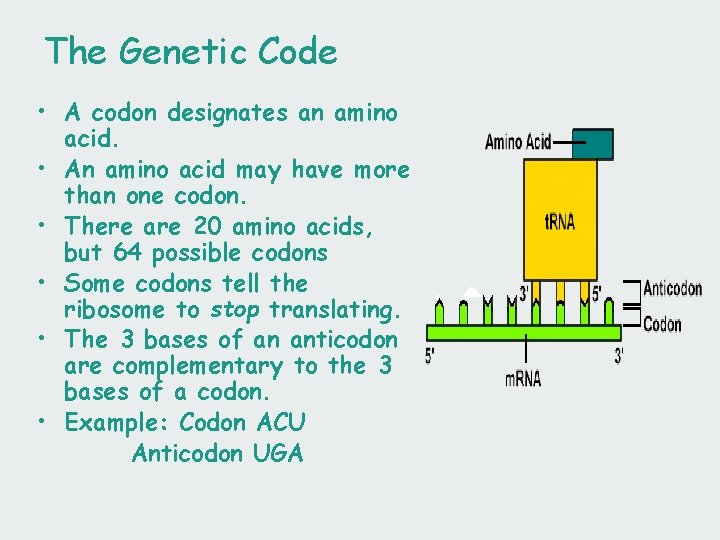 The Genetic Code • A codon designates an amino acid. • An amino acid