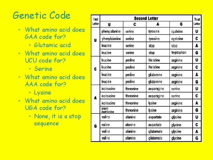 Genetic Code • What amino acid does GAA code for? • Glutamic acid •