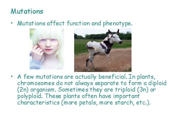 Mutations • Mutations affect function and phenotype. • A few mutations are actually beneficial.