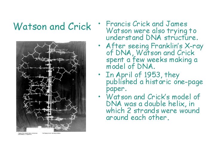 Watson and Crick • Francis Crick and James Watson were also trying to understand