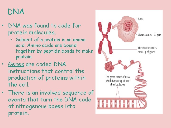 DNA • DNA was found to code for protein molecules. • Subunit of a