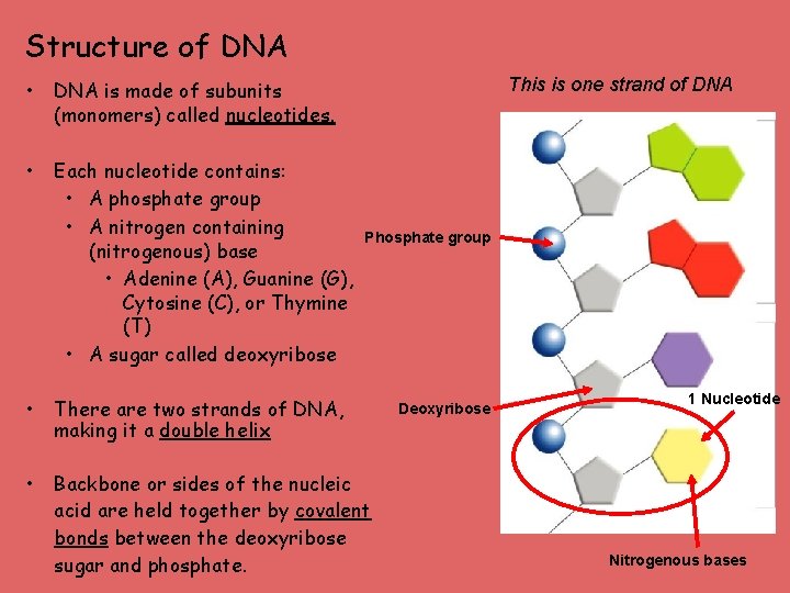 Structure of DNA • DNA is made of subunits (monomers) called nucleotides. • Each