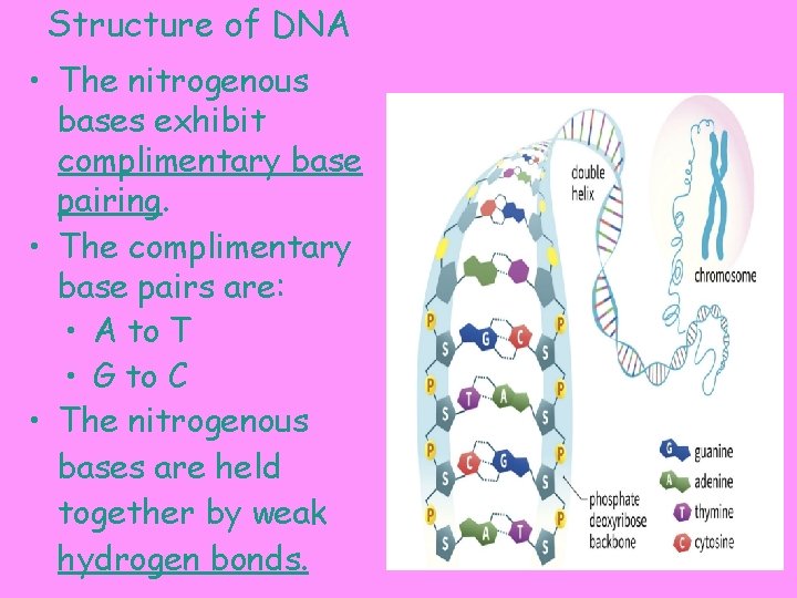 Structure of DNA • The nitrogenous bases exhibit complimentary base pairing. • The complimentary