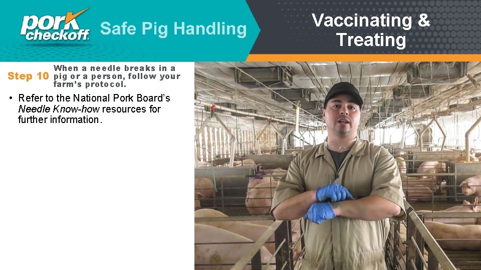 Vaccinating & Treating When a needle breaks in a Step 10 pig or a