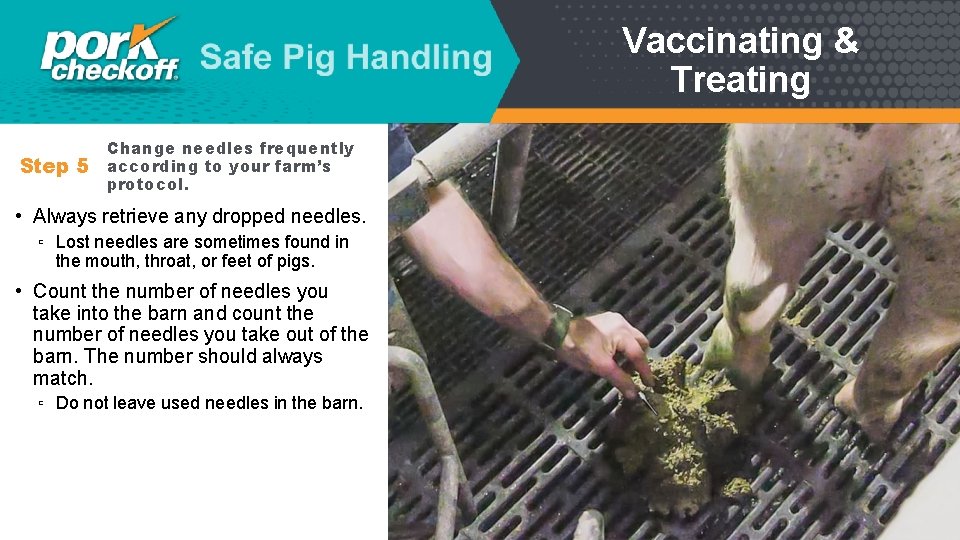 Vaccinating & Treating Step 5 Change needles frequently according to your farm’s protocol. •