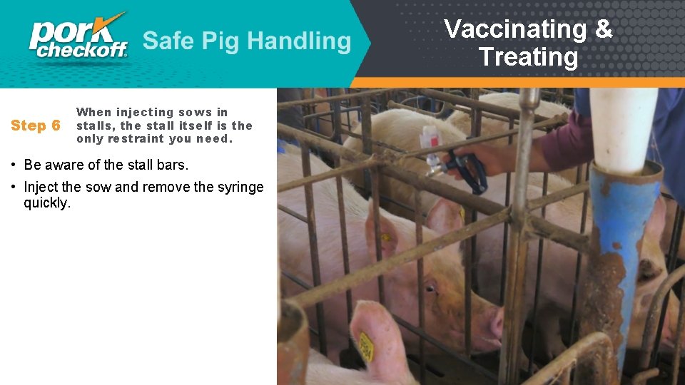 Vaccinating & Treating Step 6 When injecting sows in stalls, the stall itself is