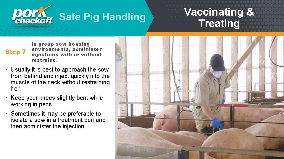 Vaccinating & Treating Step 7 In group sow housing environments, administer injections with or