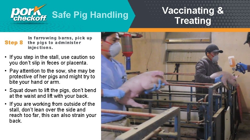 Vaccinating & Treating Step 8 In farrowing barns, pick up the pigs to administer