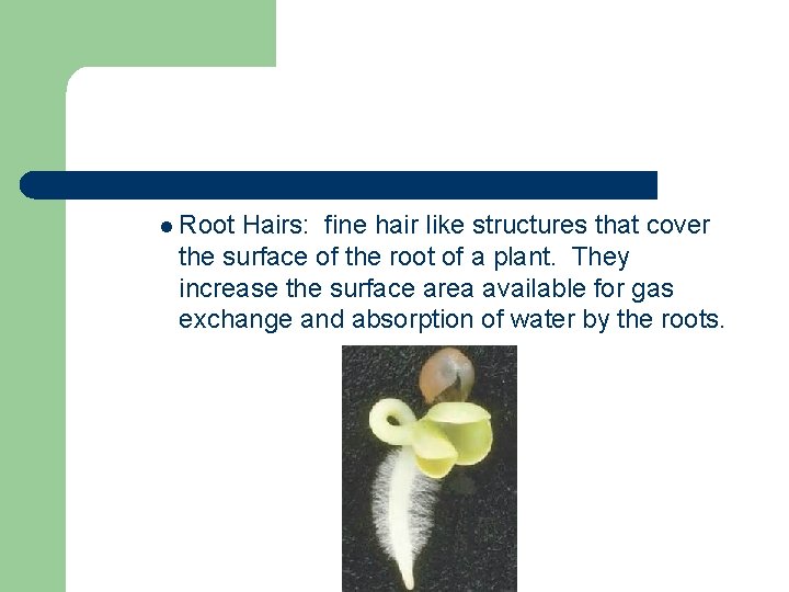 l Root Hairs: fine hair like structures that cover the surface of the root