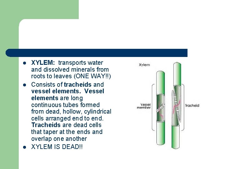 l l l XYLEM: transports water and dissolved minerals from roots to leaves (ONE