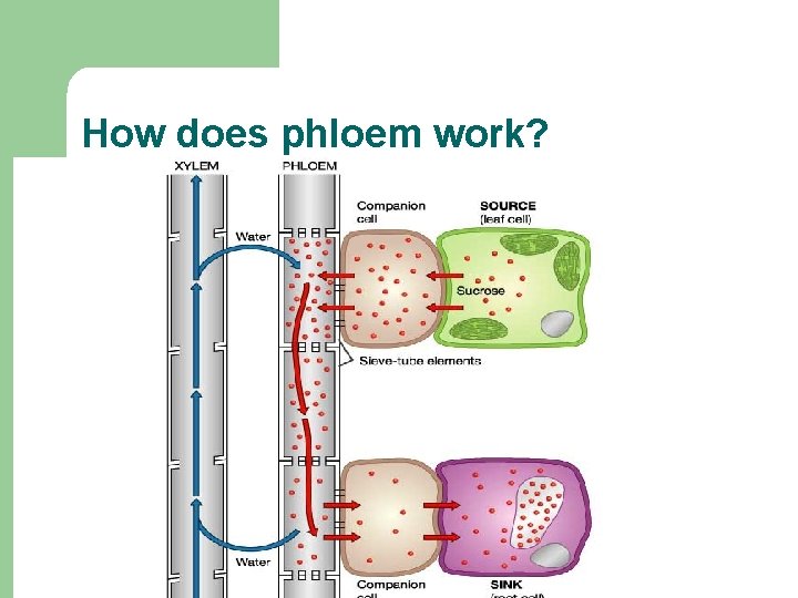 How does phloem work? 