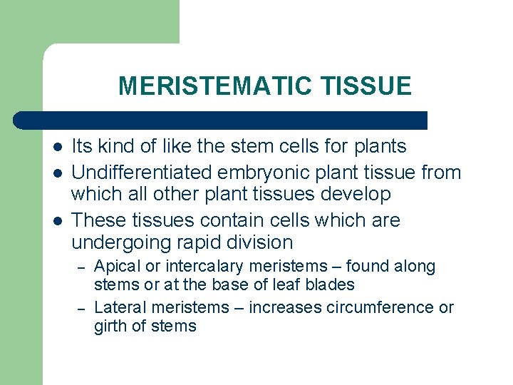 MERISTEMATIC TISSUE l l l Its kind of like the stem cells for plants