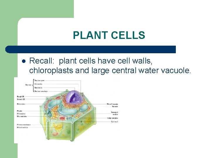 PLANT CELLS l Recall: plant cells have cell walls, chloroplasts and large central water