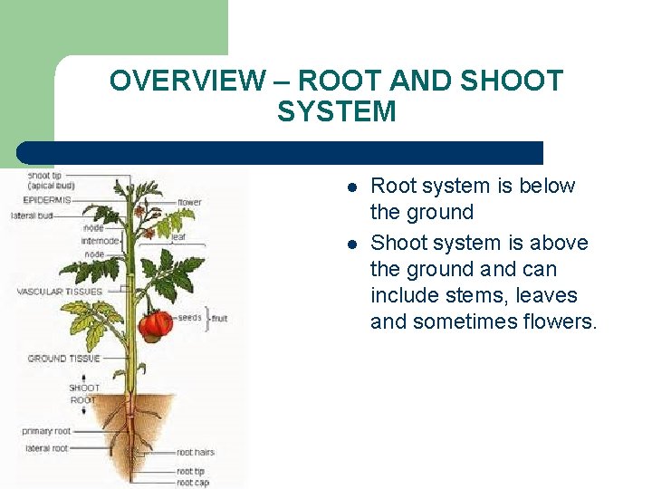 OVERVIEW – ROOT AND SHOOT SYSTEM l l Root system is below the ground