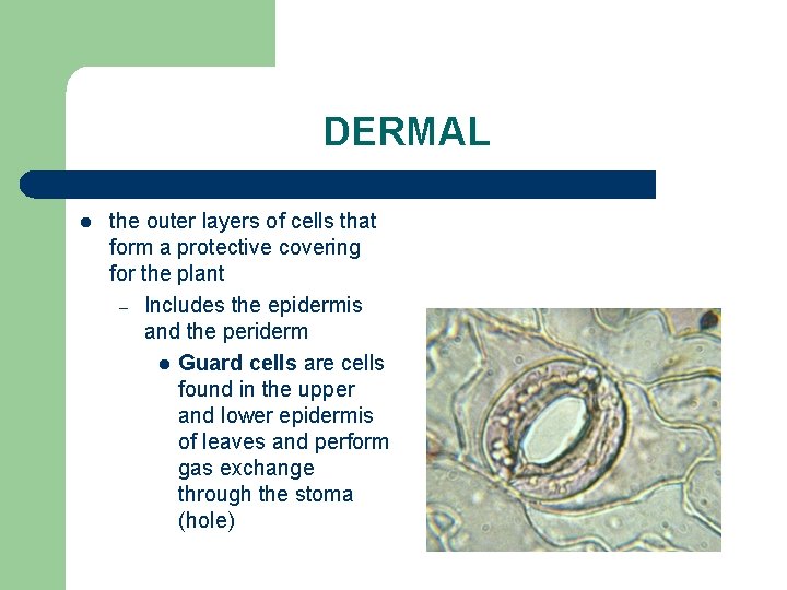 DERMAL l the outer layers of cells that form a protective covering for the