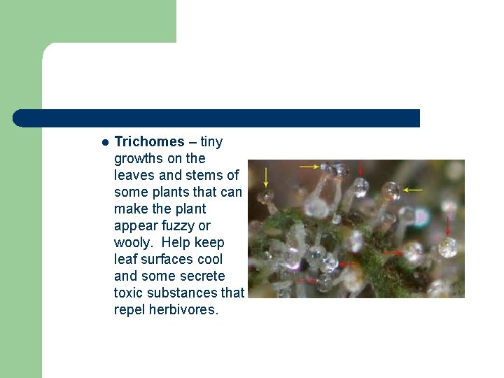 l Trichomes – tiny growths on the leaves and stems of some plants that