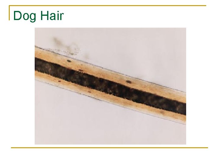 Dog Hair 