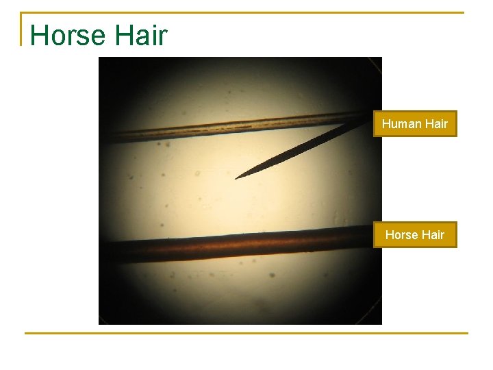 Horse Hair Human Hair Horse Hair 