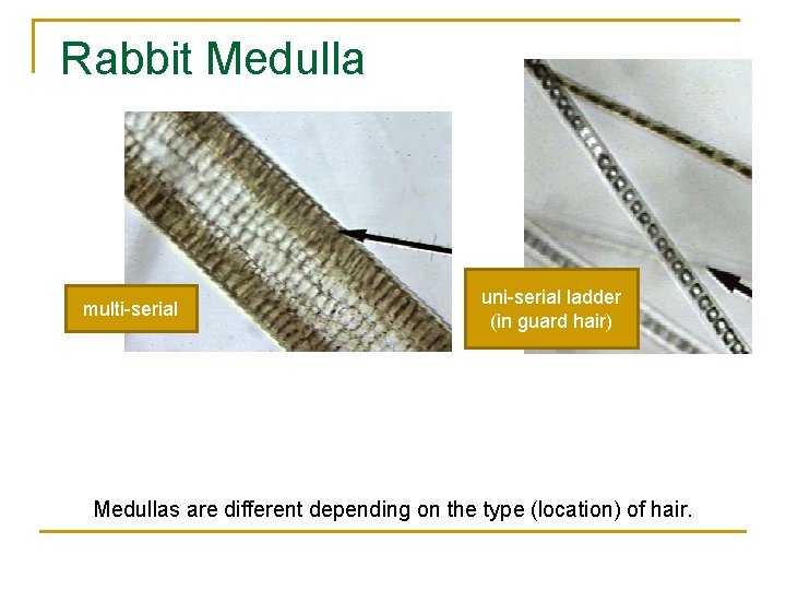 Rabbit Medulla multi-serial uni-serial ladder (in guard hair) Medullas are different depending on the