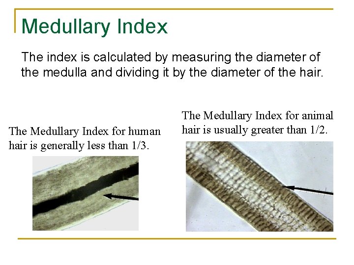 Medullary Index The index is calculated by measuring the diameter of the medulla and