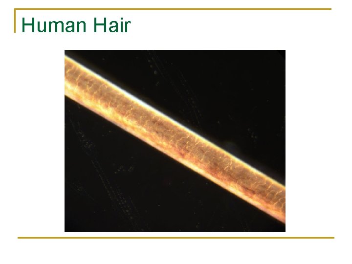 Human Hair 