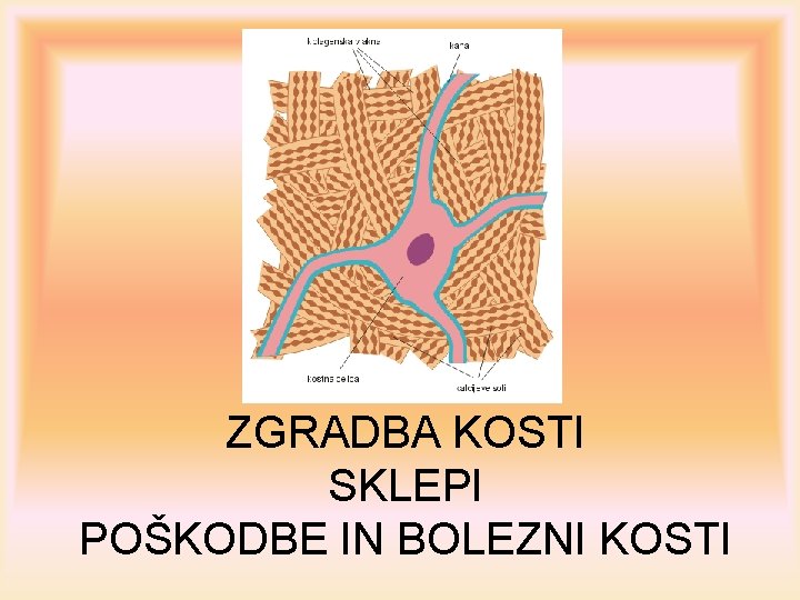 ZGRADBA KOSTI SKLEPI POŠKODBE IN BOLEZNI KOSTI 