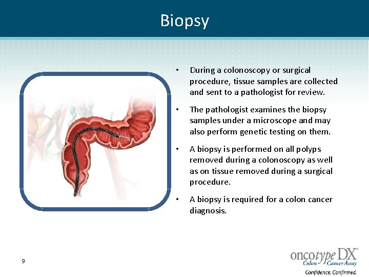Biopsy 9 • During a colonoscopy or surgical procedure, tissue samples are collected and