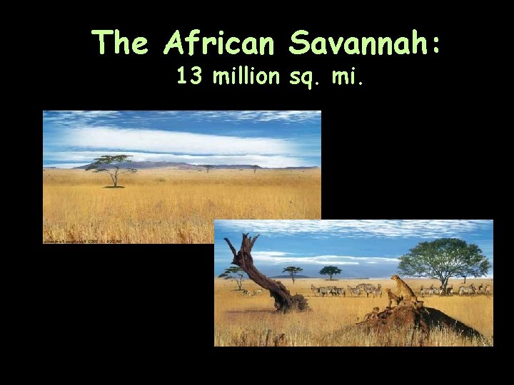 The African Savannah: 13 million sq. mi. 