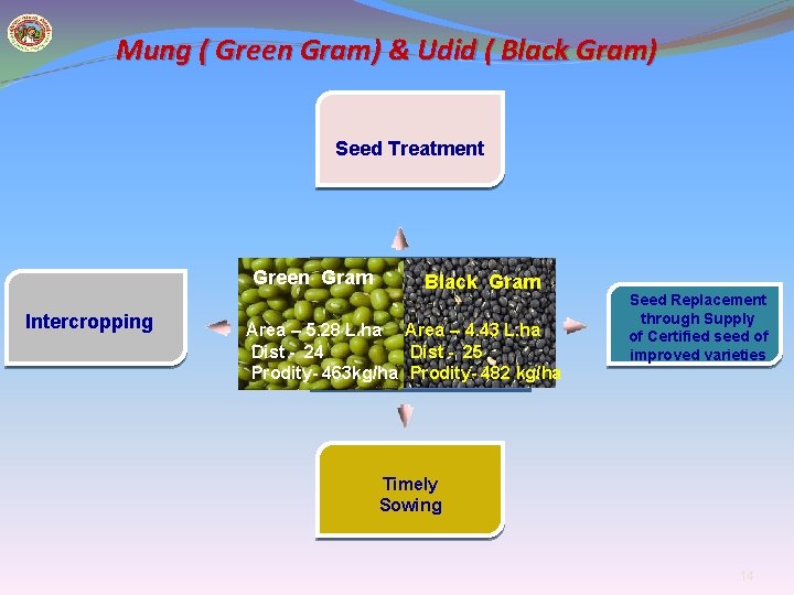 Mung ( Green Gram) & Udid ( Black Gram) Seed Treatment Green Gram Intercropping