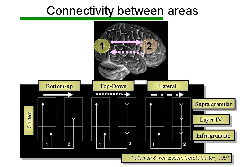 Connectivity between areas 2 1 Bottom-up Top-Down Lateral Cortex Supra granular Layer IV Infra