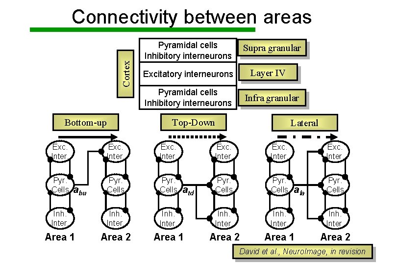 Cortex Connectivity between areas Pyramidal cells Inhibitory interneurons Supra granular Layer IV Excitatory interneurons