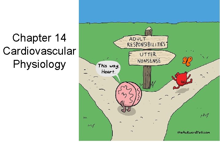 Chapter 14 Cardiovascular Physiology 