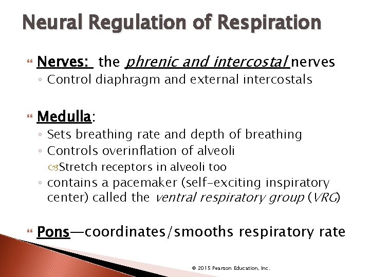 Neural Regulation of Respiration Nerves: the phrenic and intercostal nerves ◦ Control diaphragm and