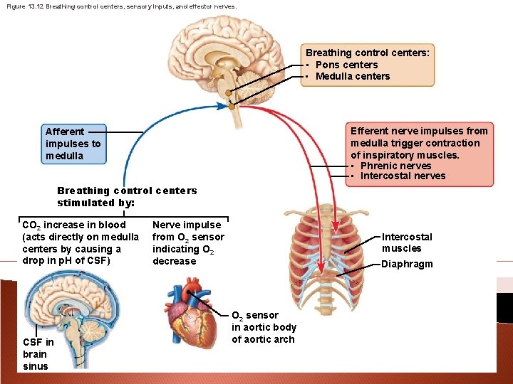 Figure 13. 12 Breathing control centers, sensory inputs, and effector nerves. Breathing control centers: