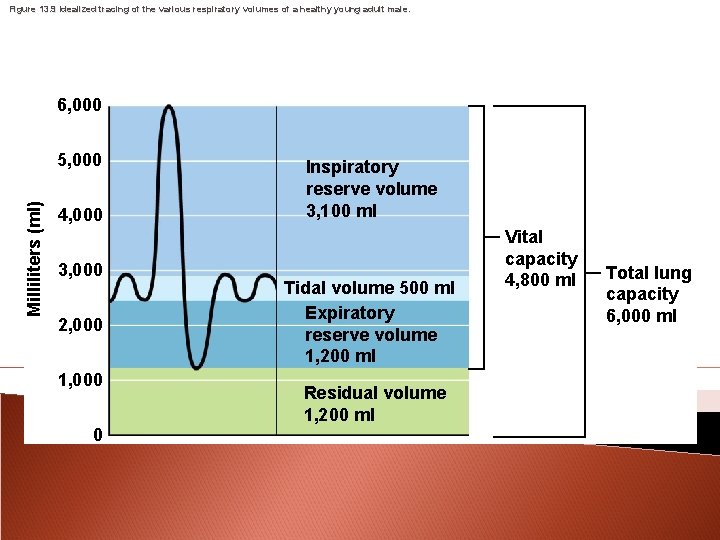 Figure 13. 9 Idealized tracing of the various respiratory volumes of a healthy young
